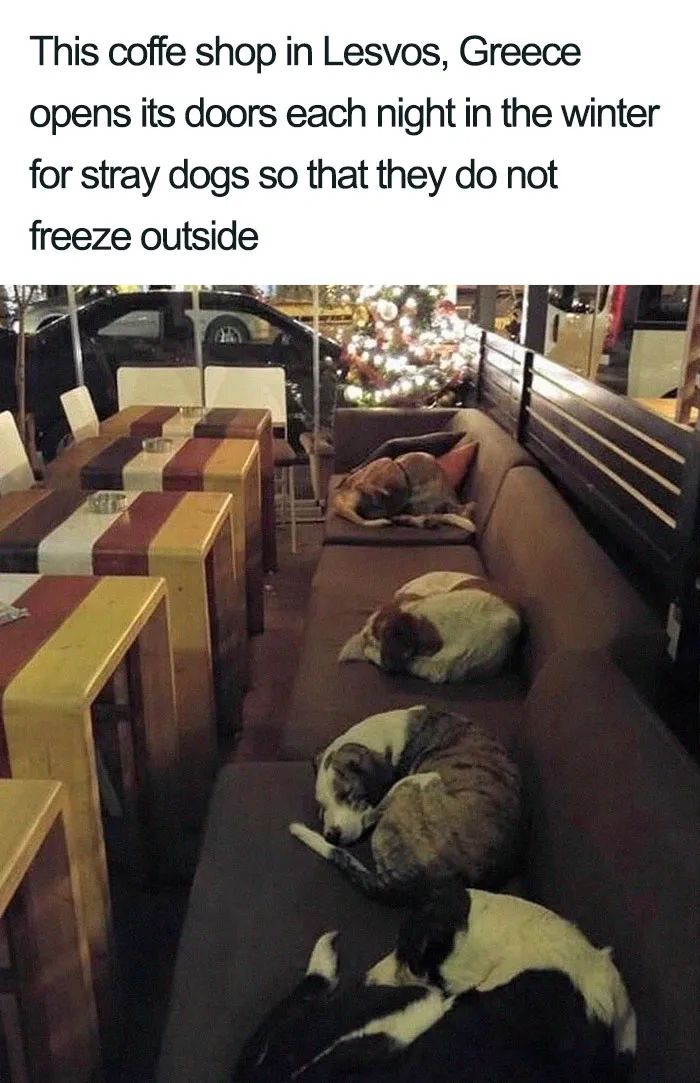 30 Wholesome Dog Posts That Will Hopefully Make Your Day (New Pics)