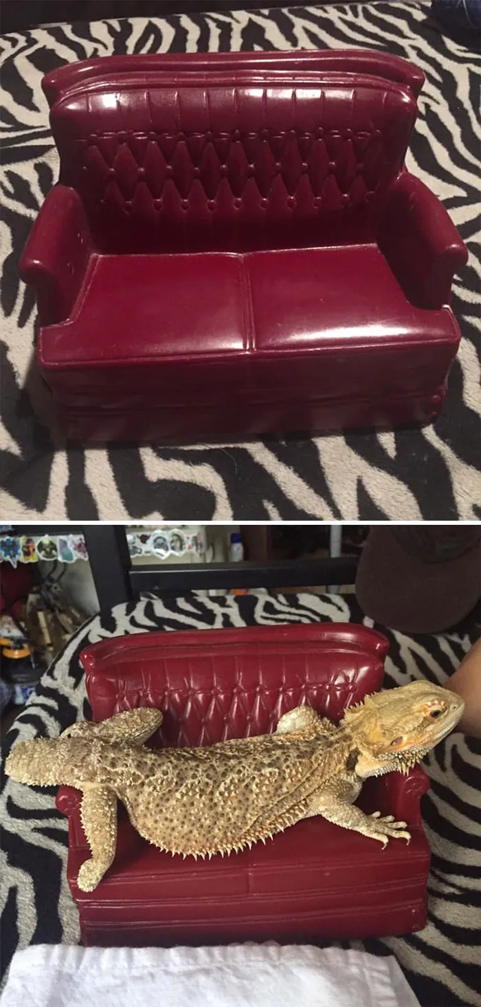 Compré este sofá en miniatura para mi lagarto,y  resulta que le encanta
