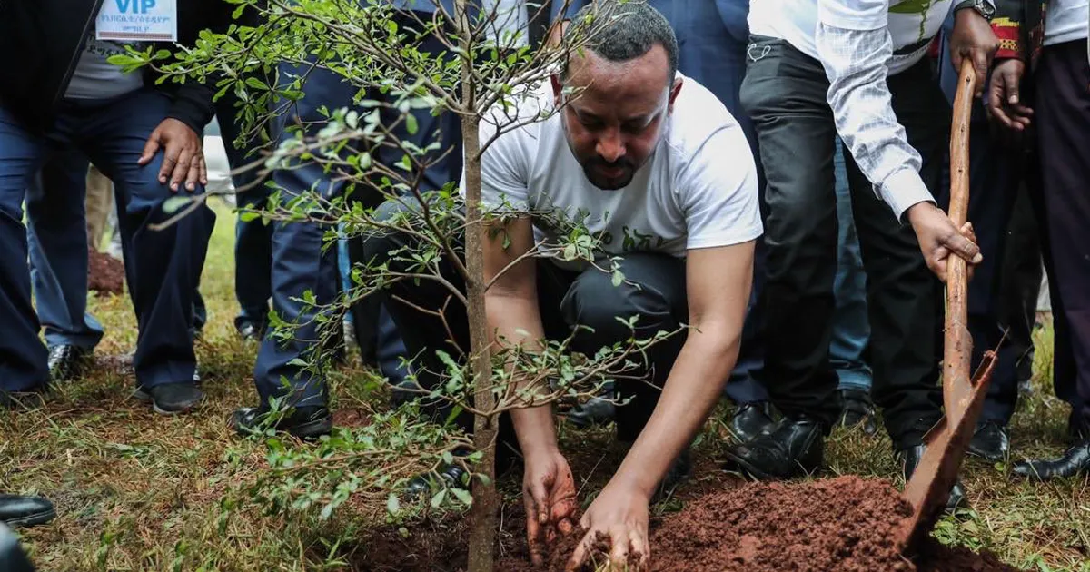 Etiopía bate el récord de plantar árboles al plantar en 12 horas 350 millones de árboles