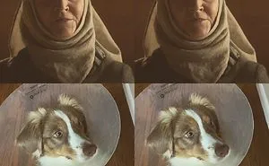 My Mini Aussie Wore His Cone Better Than Anyone Else, So I Took To Instagram To Prove It.