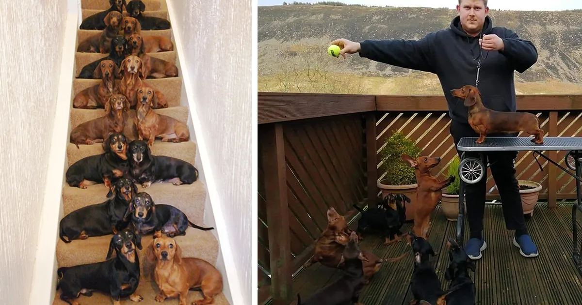 Este adolescente consiguió sacar la foto perfecta de sus 16 perros salchicha después de que una amiga le dijera que era imposible