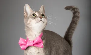 I Help Dapper Cats Find Love