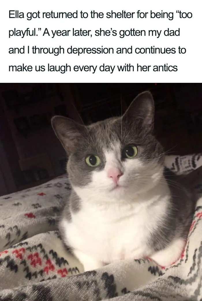 45 Wholesome Cat Posts That Will Hopefully Make Your Day