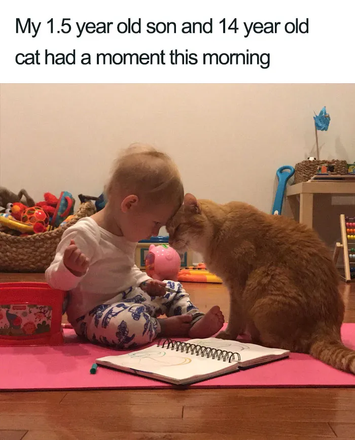 45 Wholesome Cat Posts That Will Hopefully Make Your Day