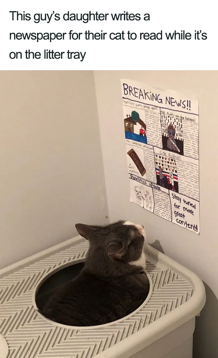 Wholesome-Cat-Posts