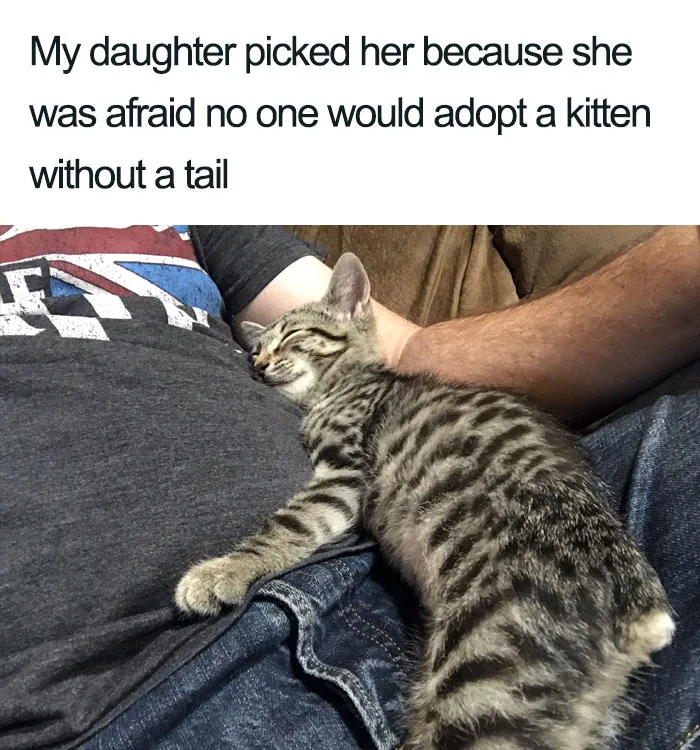 45 Wholesome Cat Posts That Will Hopefully Make Your Day