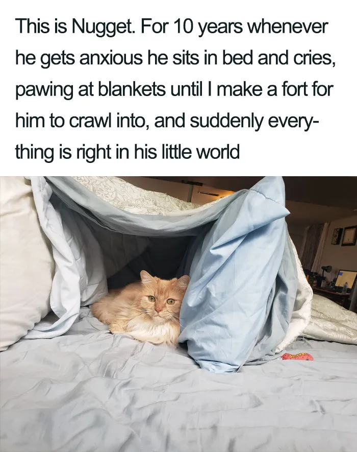 45 Wholesome Cat Posts That Will Hopefully Make Your Day