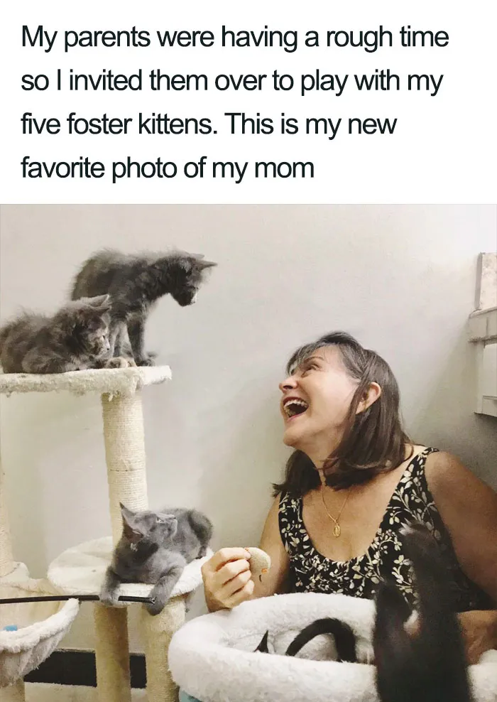 45 Wholesome Cat Posts That Will Hopefully Make Your Day