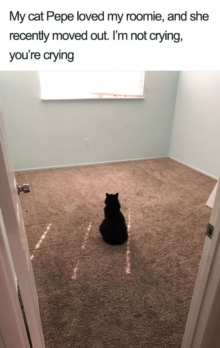 45 Wholesome Cat Posts That Will Hopefully Make Your Day