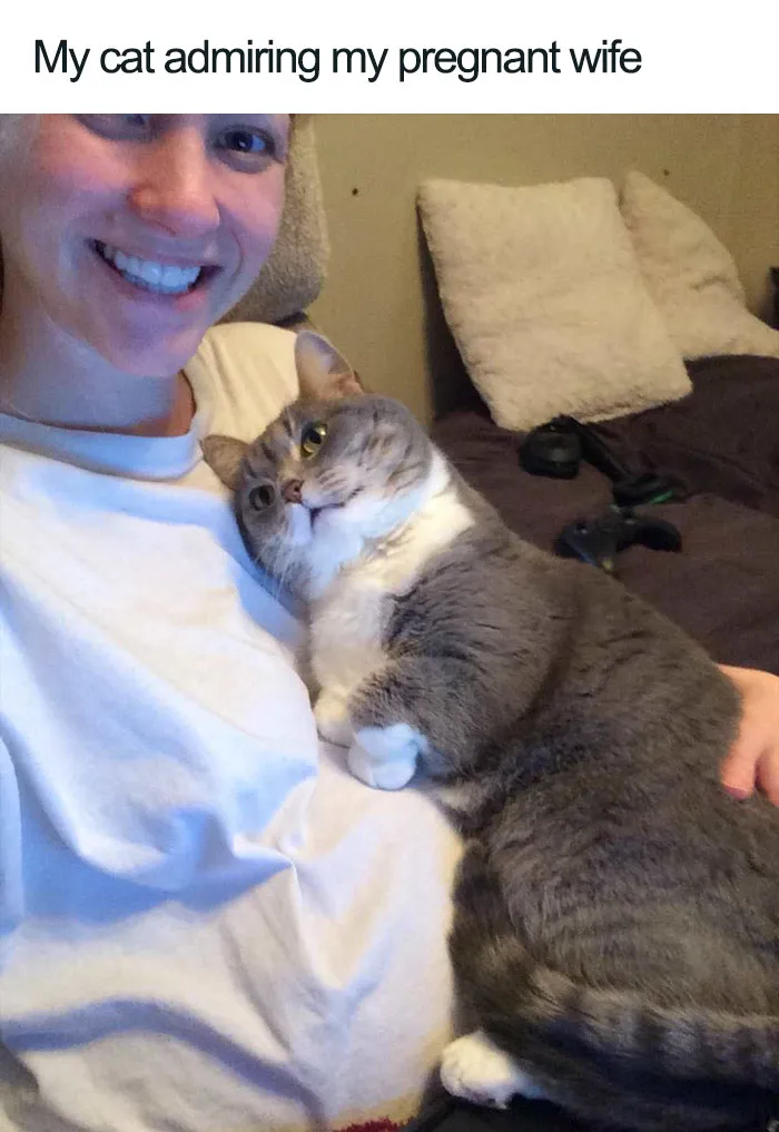 45 Wholesome Cat Posts That Will Hopefully Make Your Day