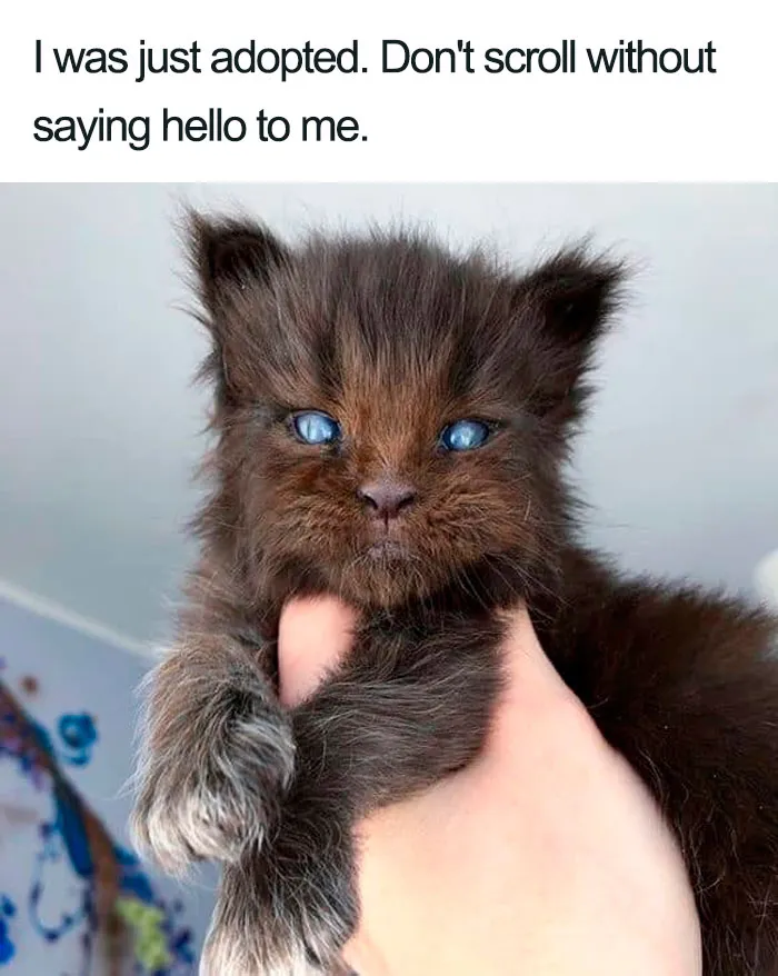 45 Wholesome Cat Posts That Will Hopefully Make Your Day