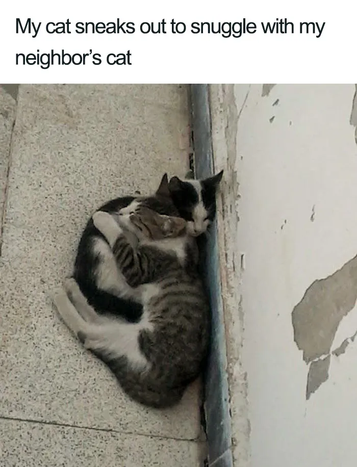 45 Wholesome Cat Posts That Will Hopefully Make Your Day