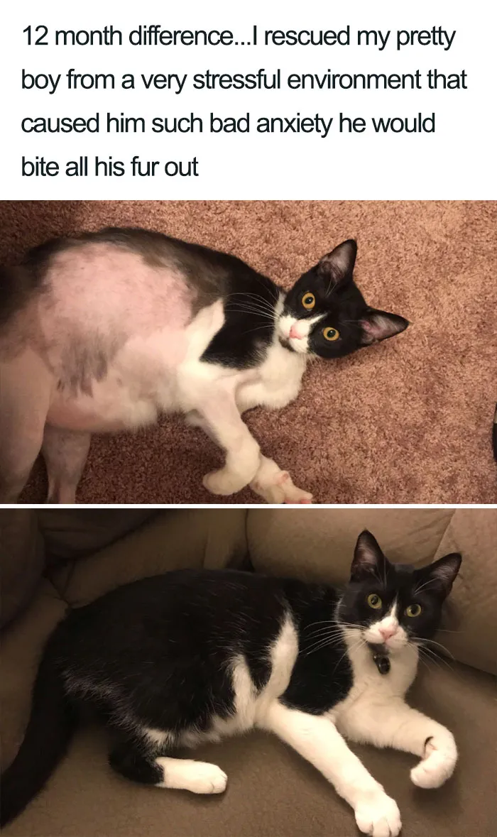 45 Wholesome Cat Posts That Will Hopefully Make Your Day