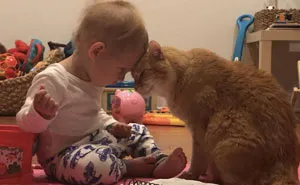 20 Reconfortantes imágenes de gatos que te animarán el día