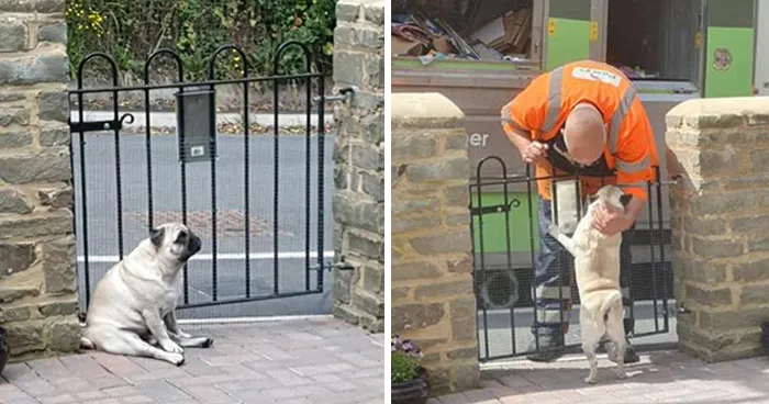 30 Wholesome Dog Posts That Will Hopefully Make Your Day (New Pics)
