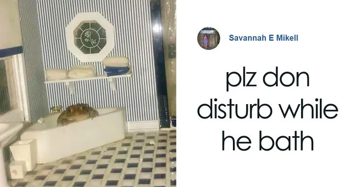 Woman Photographs Her Toad Doing Things In Her Dollhouse And People Love It (8 Pics)