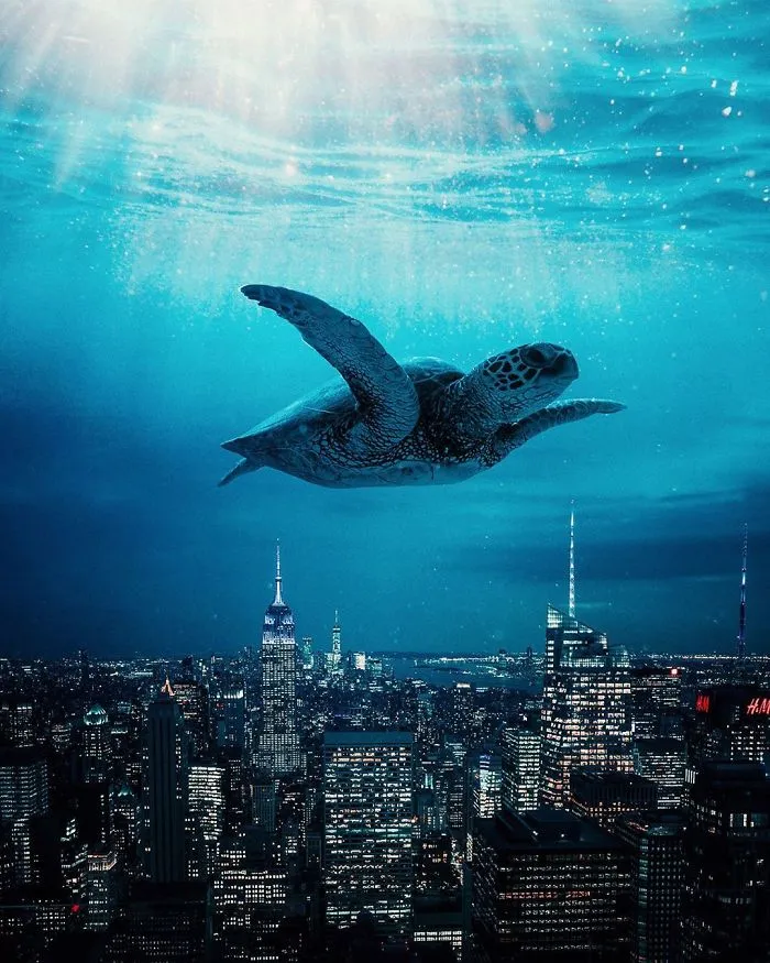 Flying Turtle