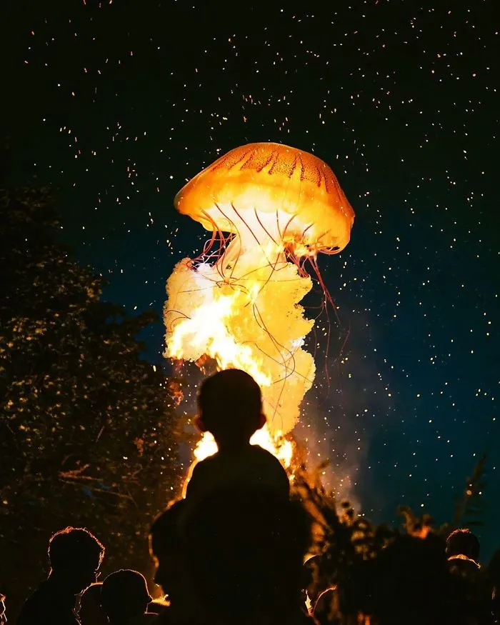 Jellyfish