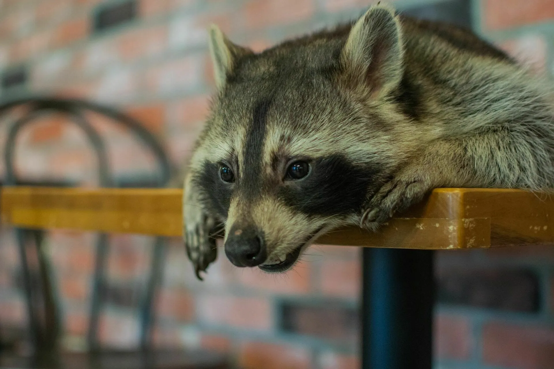 Animal Cafes Of Seoul