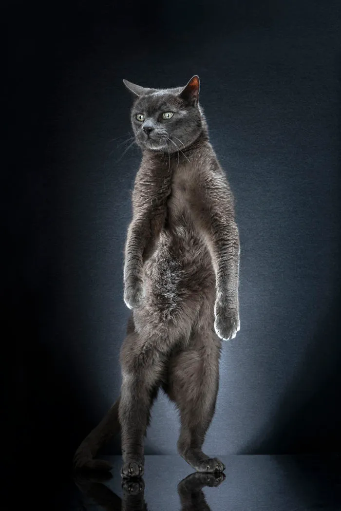 Petzi