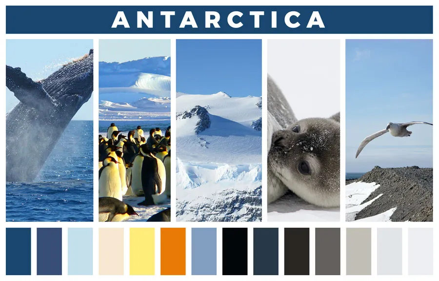 Discover The Most Colourful Wildlife In The World