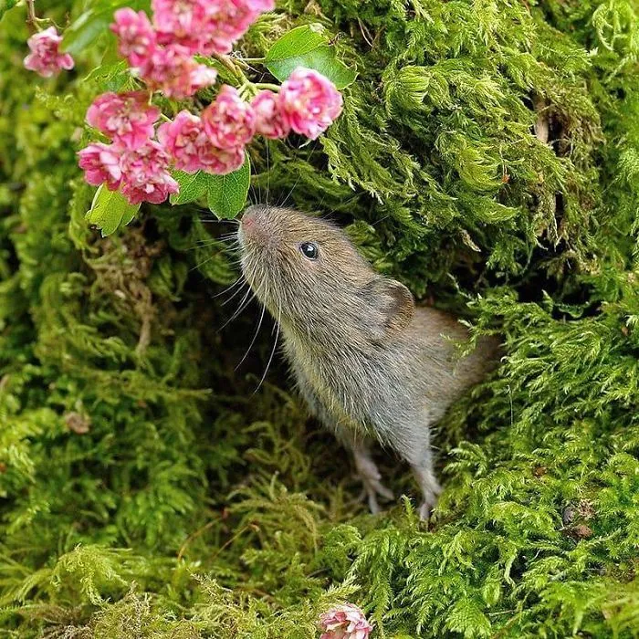 35 Adorable Photos Of Harvest Mice Living Their Tiny Lives By Dean Mason