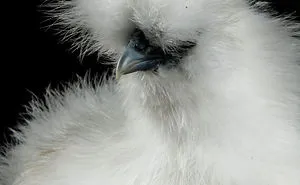 I Capture Chicken's Personalities