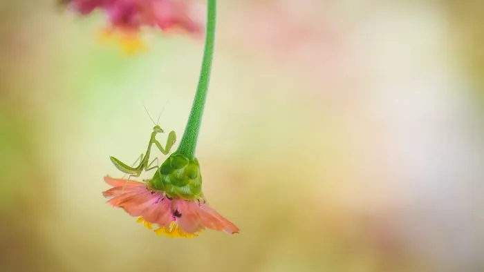 Green Mantis