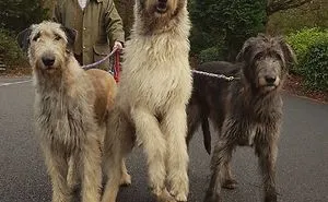 People Are Posting Hilarious Photos Of Their Irish Wolfhounds, And It’s Crazy How Large They Are