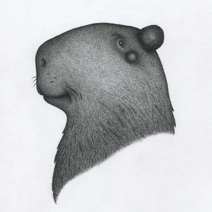 Detailed animal illustration of a capybara's head with subtle textures, reflecting the beginning of a drawing style.