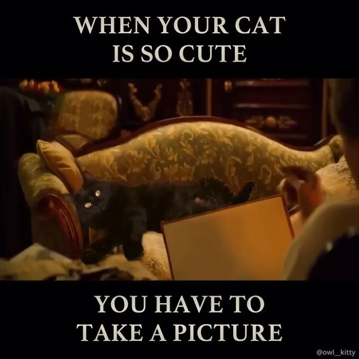 This Guy Improves Hollywood Movies By Editing His Cat Into Them And The Result Is Hilarious