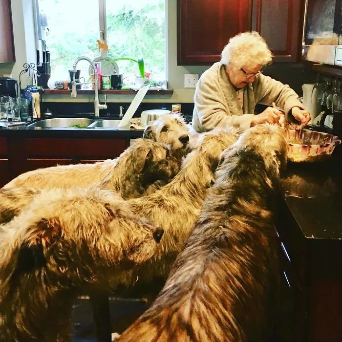 Happy And Houndy Thanksgiving!