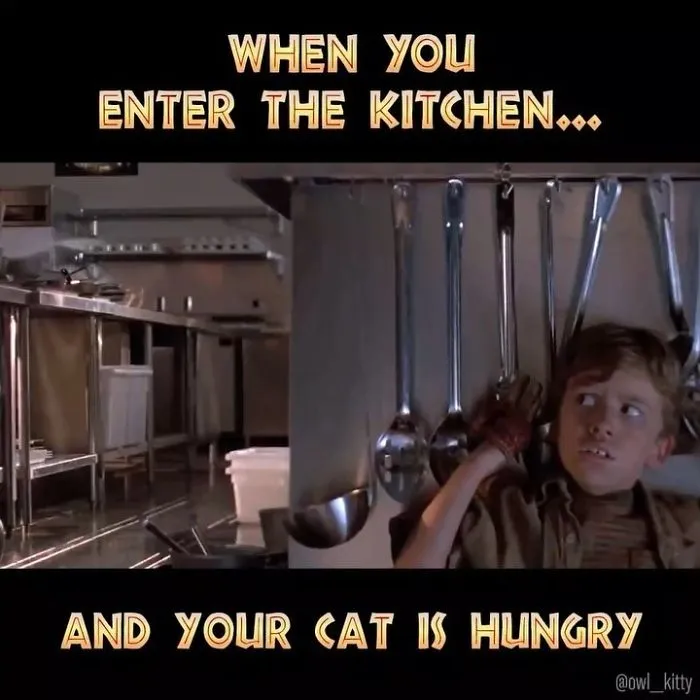 This Guy Improves Hollywood Movies By Editing His Cat Into Them And The Result Is Hilarious