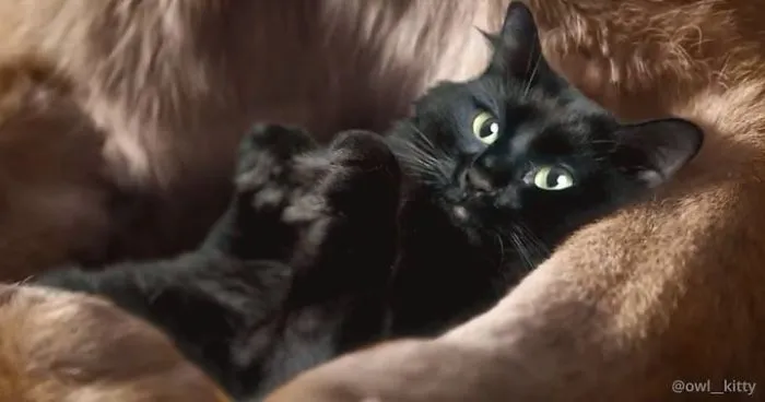 This Guy Improves Hollywood Movies By Editing His Cat Into Them And The Result Is Hilarious
