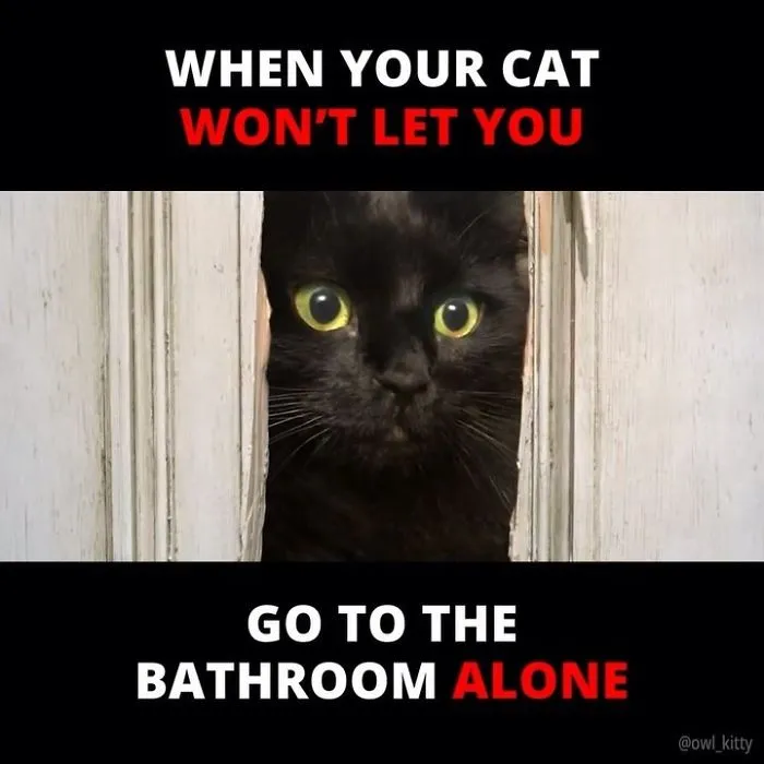 This Guy Improves Hollywood Movies By Editing His Cat Into Them And The Result Is Hilarious