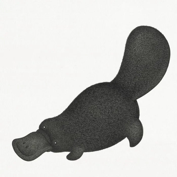 A unique animal drawing of a platypus, illustrating the developing style of the artist.