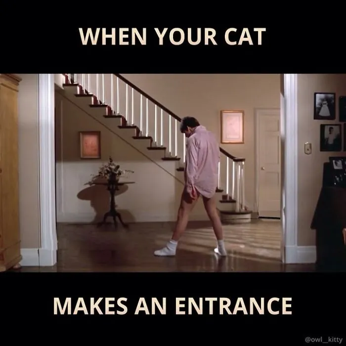 This Guy Improves Hollywood Movies By Editing His Cat Into Them And The Result Is Hilarious