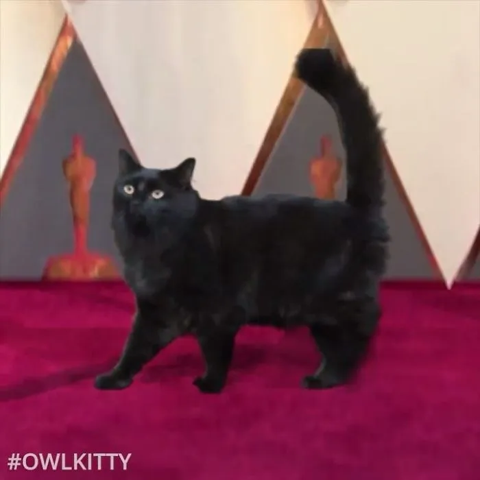This Guy Improves Hollywood Movies By Editing His Cat Into Them And The Result Is Hilarious