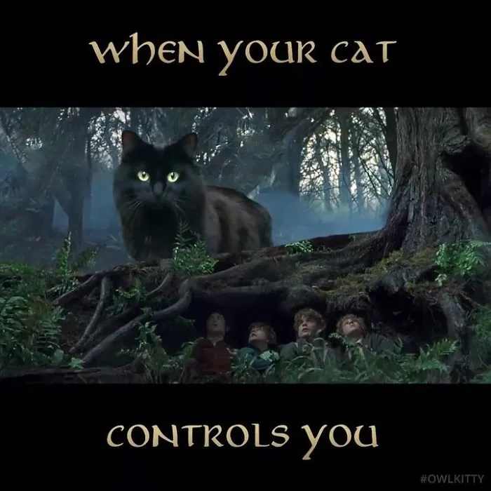 This Guy Improves Hollywood Movies By Editing His Cat Into Them And The Result Is Hilarious