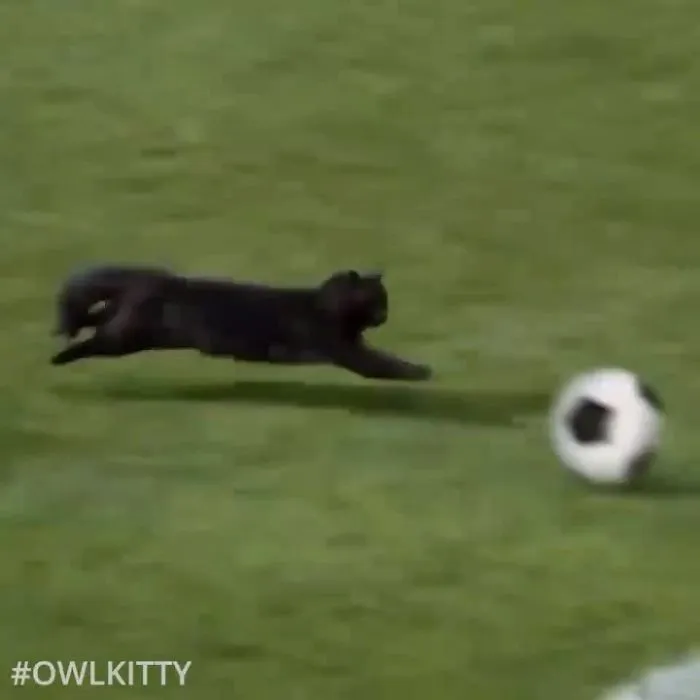 This Guy Improves Hollywood Movies By Editing His Cat Into Them And The Result Is Hilarious