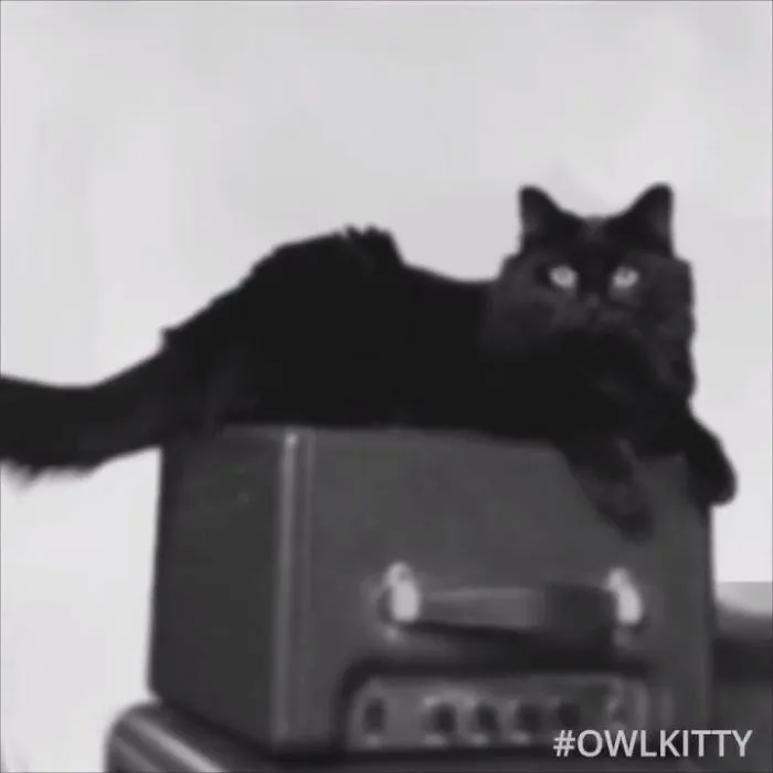 This Guy Improves Hollywood Movies By Editing His Cat Into Them And The Result Is Hilarious