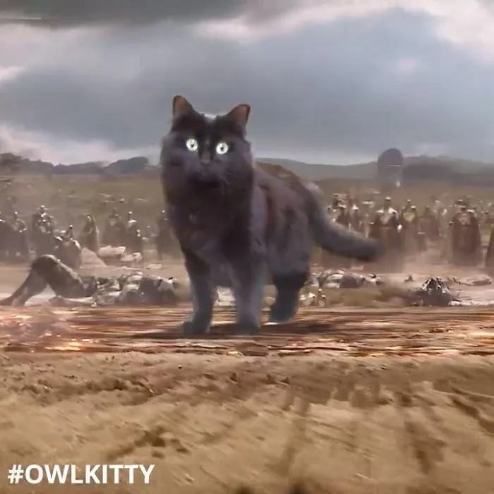 This Guy Improves Hollywood Movies By Editing His Cat Into Them And The Result Is Hilarious