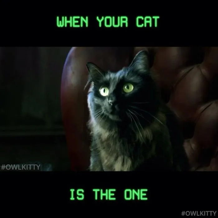 This Guy Improves Hollywood Movies By Editing His Cat Into Them And The Result Is Hilarious