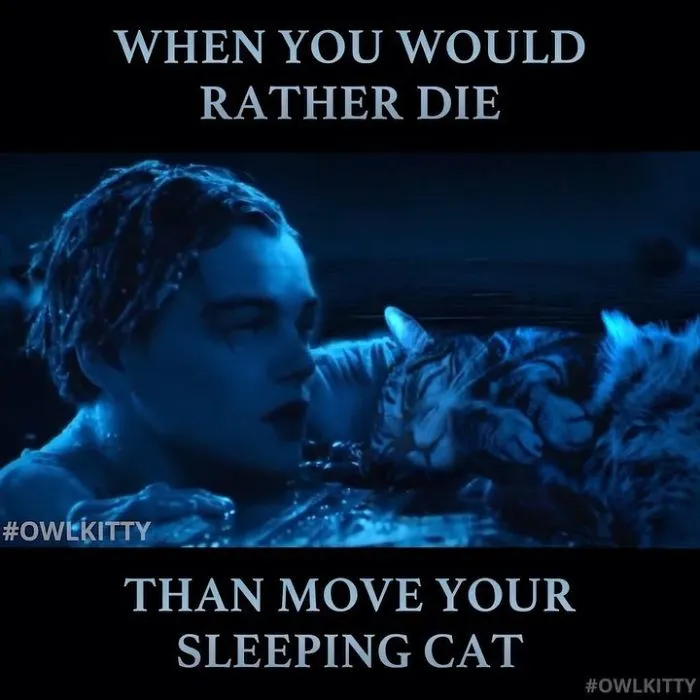 This Guy Improves Hollywood Movies By Editing His Cat Into Them And The Result Is Hilarious