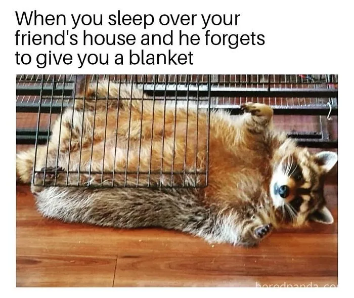 Raccoon lying on its back outside a cage on wooden floor, illustrating funny sleeping memes about missing blankets.