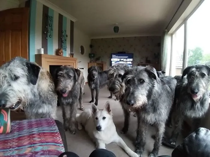 They Want His Pizza!