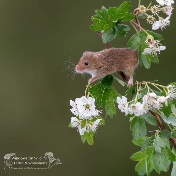 35 Adorable Photos Of Harvest Mice Living Their Tiny Lives By Dean Mason
