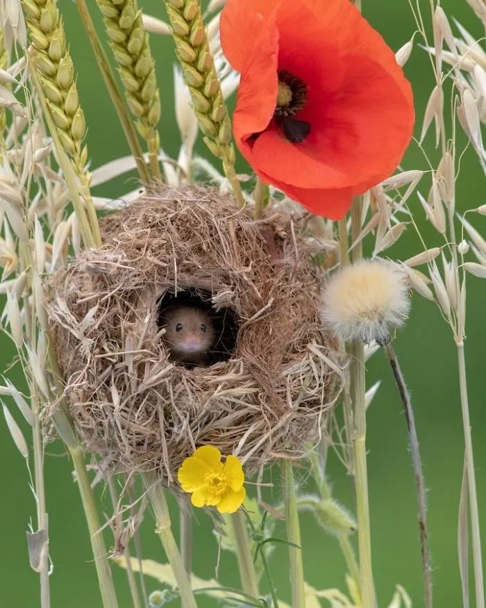 35 Adorable Photos Of Harvest Mice Living Their Tiny Lives By Dean Mason