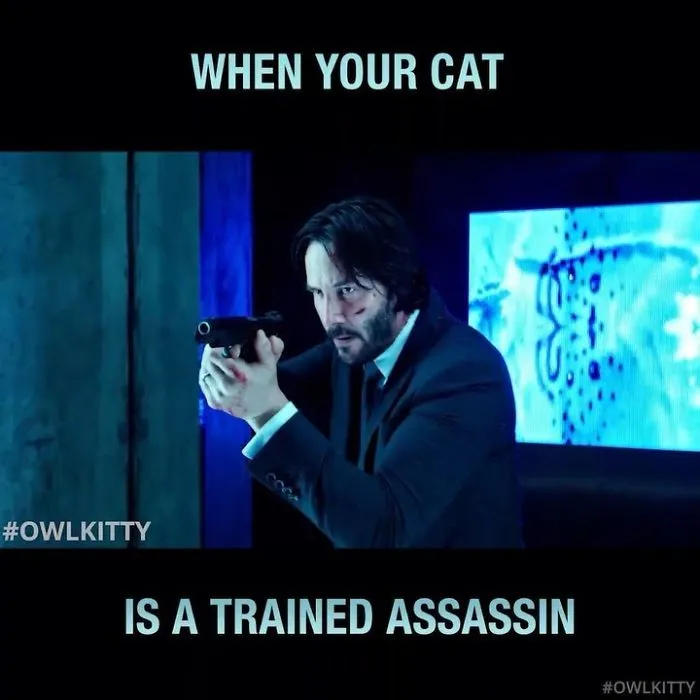 This Guy Improves Hollywood Movies By Editing His Cat Into Them And The Result Is Hilarious