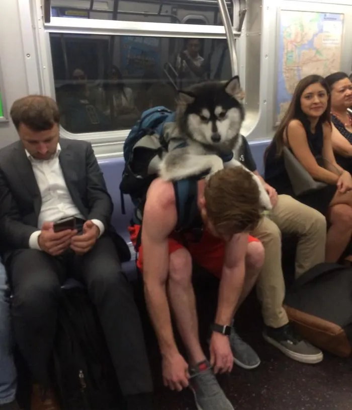 Llevaba al perro en una mochila customizada y todos sonreían